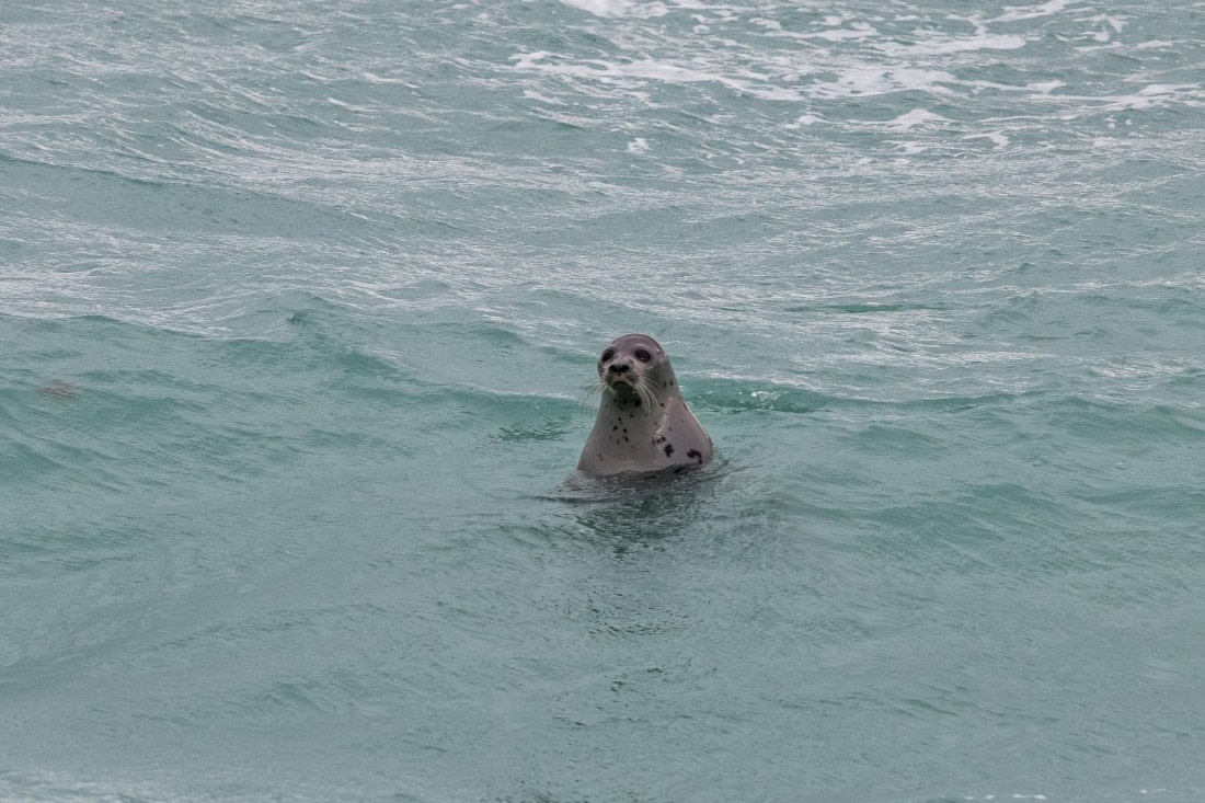 HDS10-25, Day 6, 5D5A1893 © Unknown photographer - Oceanwide Expeditions.jpg