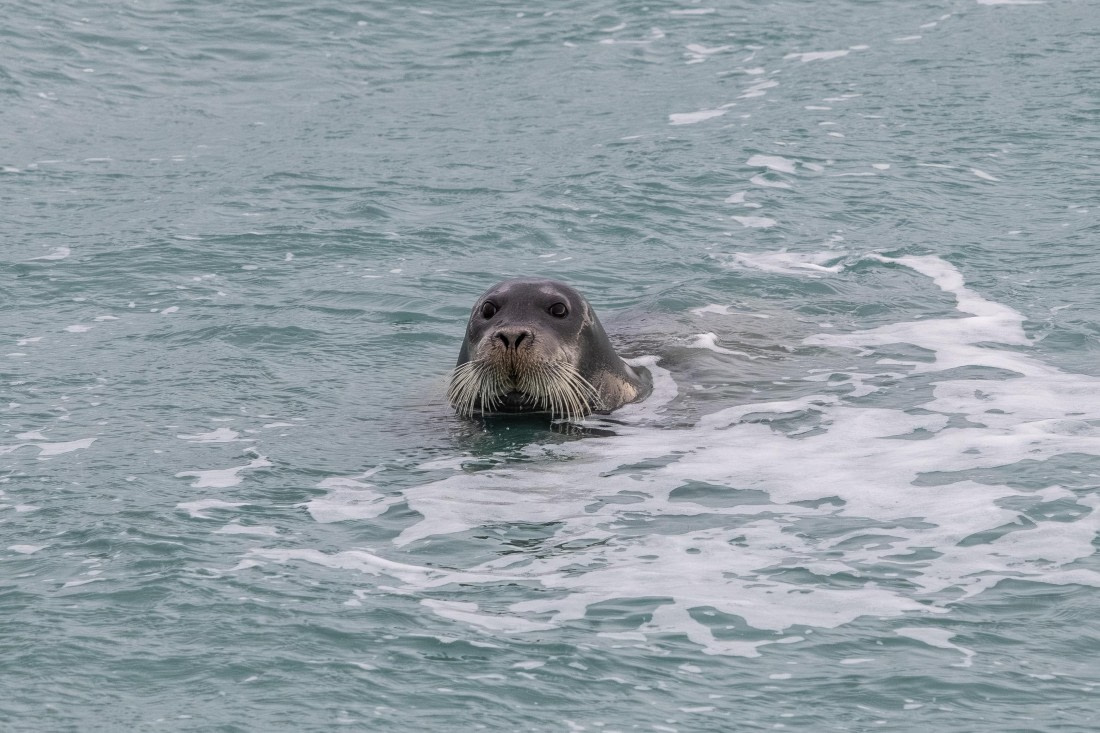 HDS10-25, Day 6, 5D5A1902 © Unknown photographer - Oceanwide Expeditions.jpg
