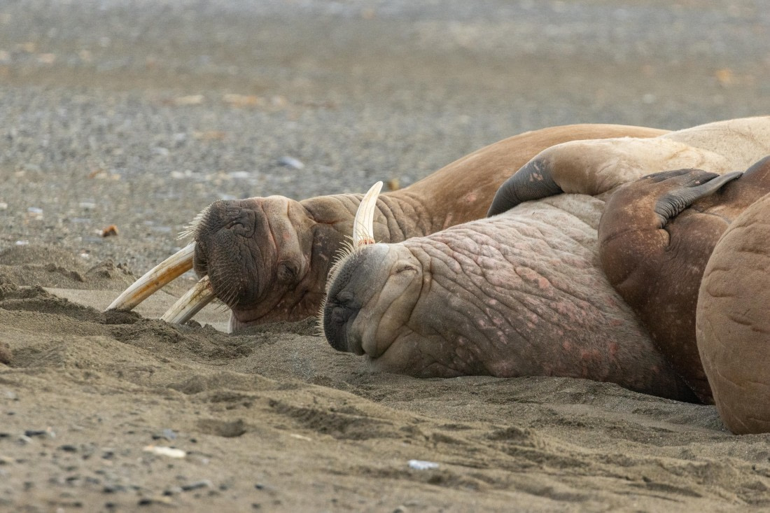 HDS10-25, Day 9, _B5A4446 © Juan Berenstein - Oceanwide Expeditions.jpg