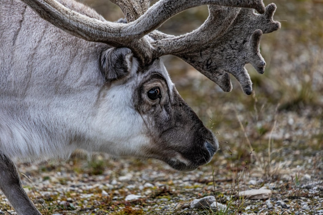 HDS10-25, Day 2, 5D5A1508 © Unknown photographer - Oceanwide Expeditions.jpg