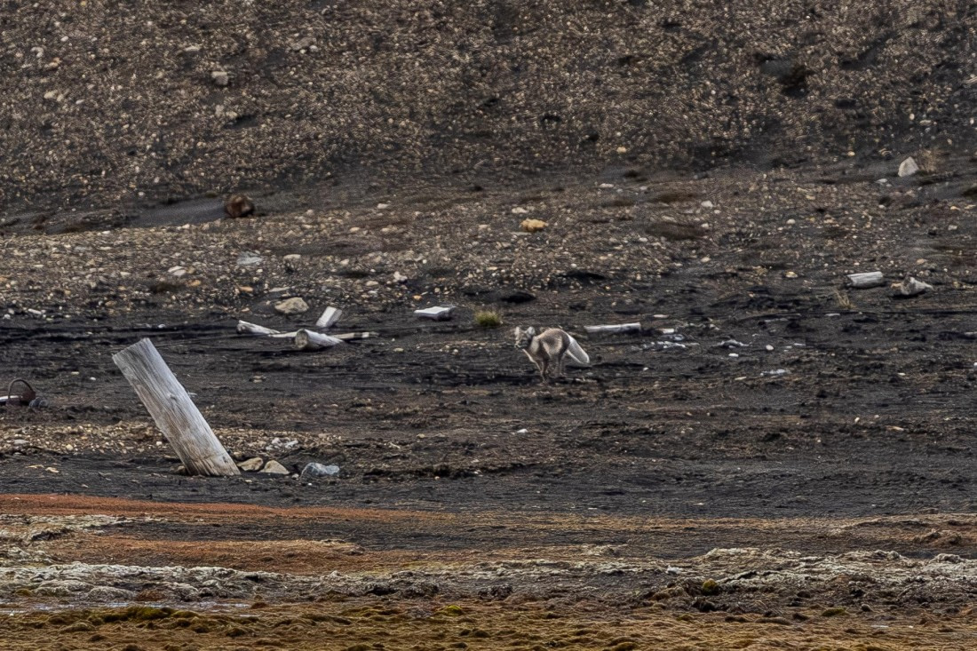 HDS10-25, Day 2, 5D5A1522 © Unknown photographer - Oceanwide Expeditions.jpg