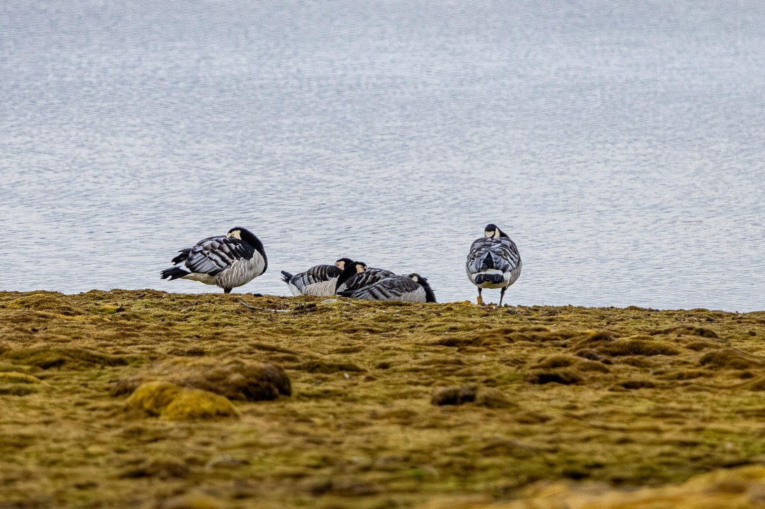 HDS10-25, Day 2, 5D5A1546 © Unknown photographer - Oceanwide Expeditions.jpg