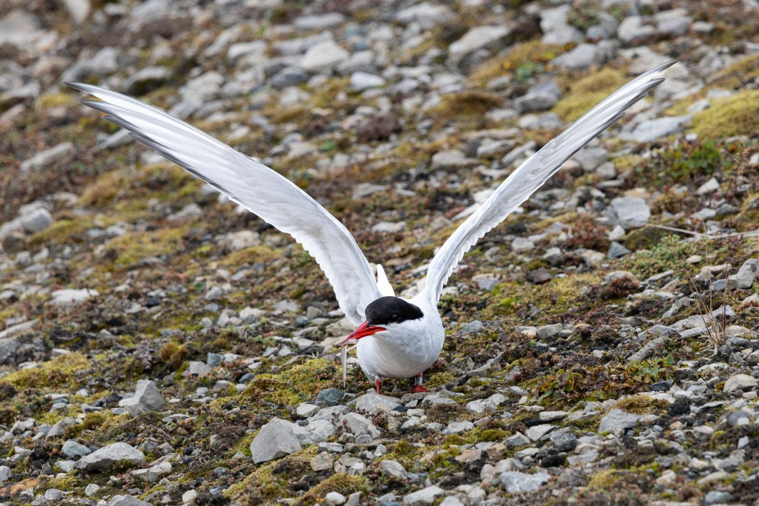 HDS10-25, Day 2, 5D5A1557 © Unknown photographer - Oceanwide Expeditions.jpg