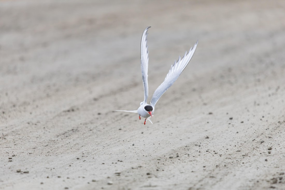 HDS10-25, Day 2, 5D5A1562 © Unknown photographer - Oceanwide Expeditions.jpg