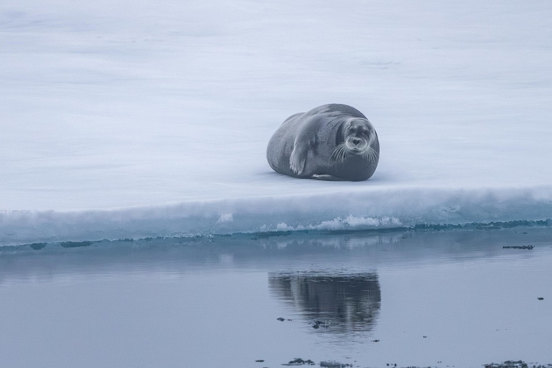 HDS10-25, Day 3, 5D5A1573 © Unknown photographer - Oceanwide Expeditions.jpg