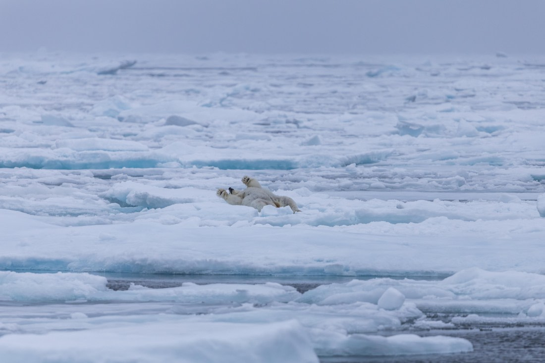 HDS10-25, Day 4, 5D5A1757 © Unknown photographer - Oceanwide Expeditions.jpg