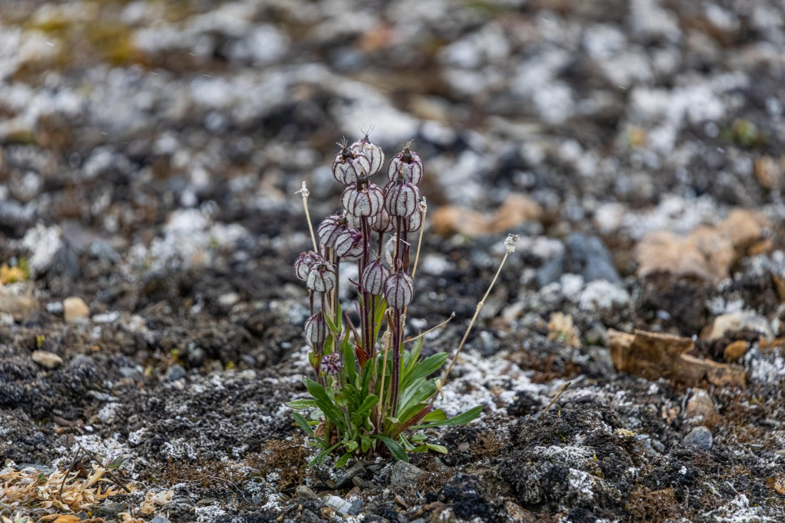 HDS10-25, Day 5, 5D5A1861 © Unknown photographer - Oceanwide Expeditions.jpg