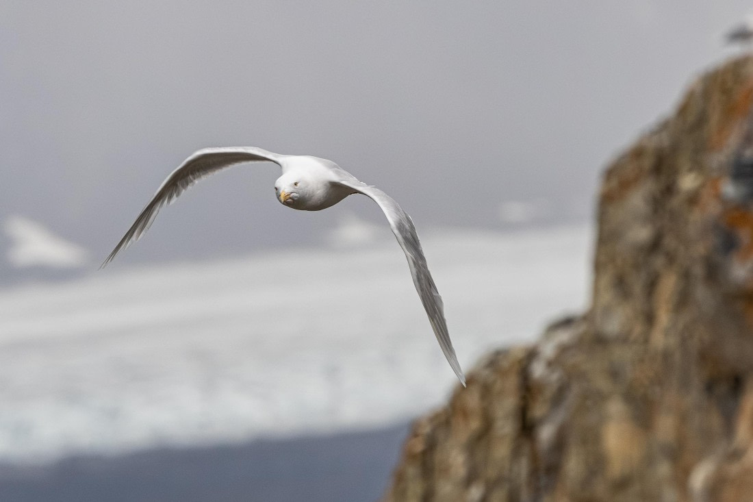 HDS10-25, Day 5, 5D5A1870 © Unknown photographer - Oceanwide Expeditions.jpg