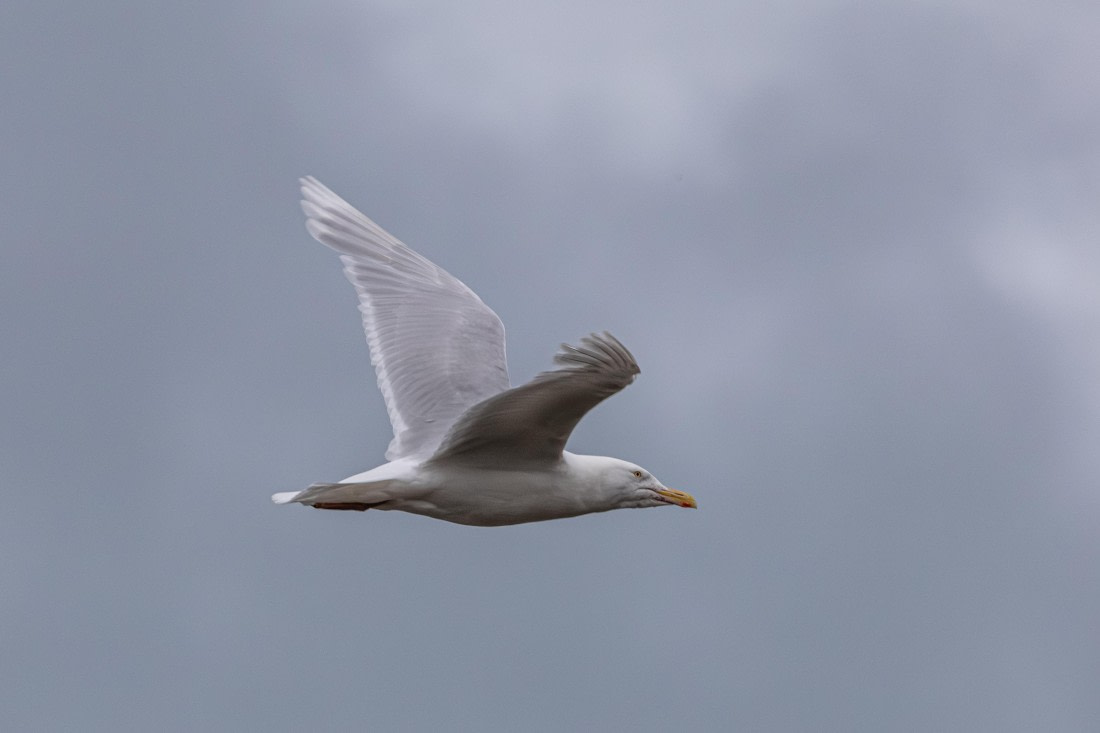 HDS10-25, Day 5, 5D5A1875 © Unknown photographer - Oceanwide Expeditions.jpg