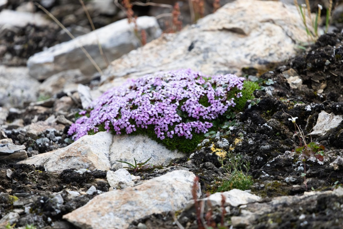 HDS10-25, Day 5, 5D5A1878 © Unknown photographer - Oceanwide Expeditions.jpg