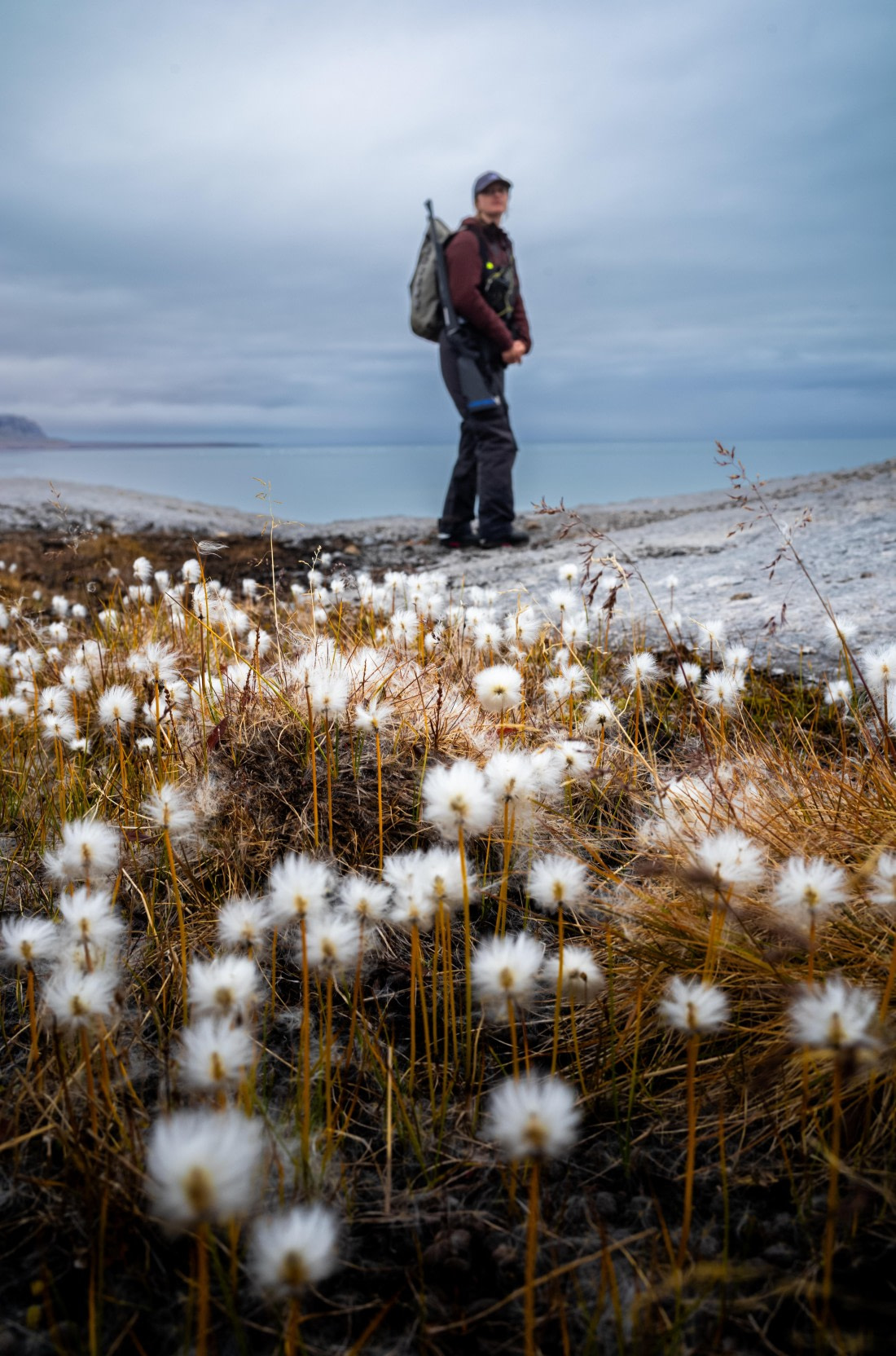 Cotton grass