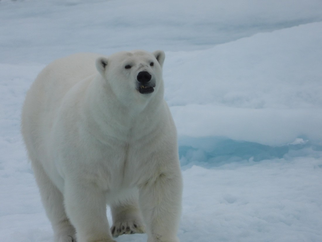 Polar bear sniff