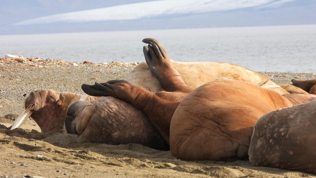 Relaxing walrus