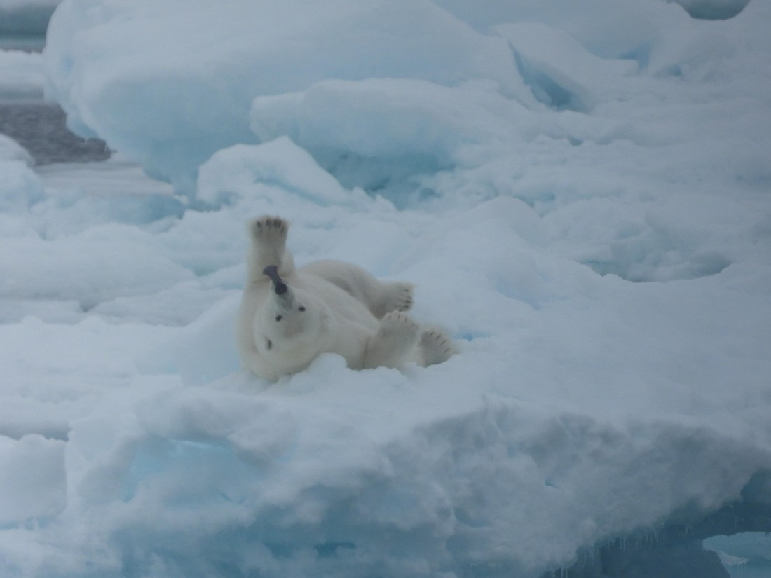 Polar bear stretching