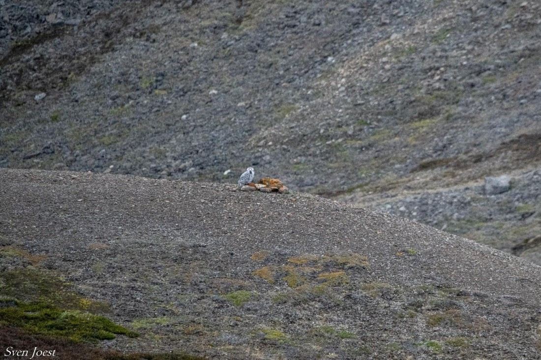 PLA11-25, Day 4, Snow owl © Sven Joest - Oceanwide Expeditions.jpg