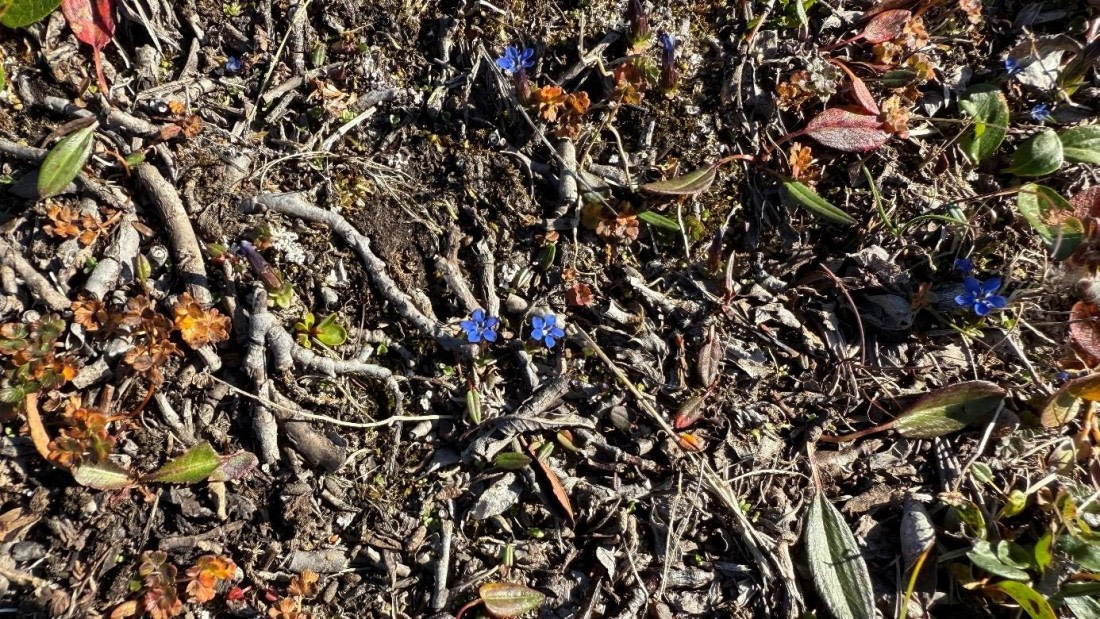 PLA11-25, Day 7, Flora © Unknown photographer - Oceanwide Expeditions.jpg