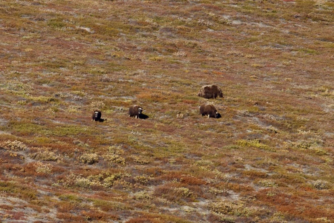 PLA11-25, Day 9, Musk ox © Unknown photographer - Oceanwide Expeditions.jpg