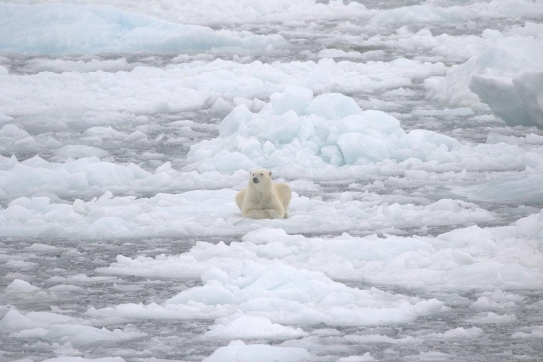 PLA11-25, Day 13, Polar bear © Unknown photographer - Oceanwide Expeditions.jpg