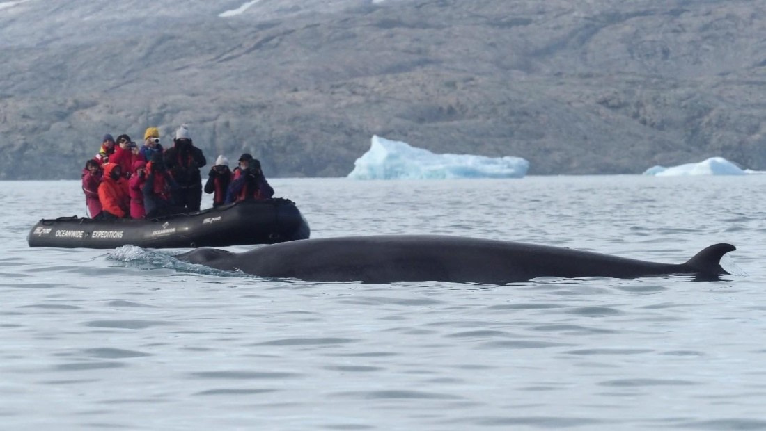 PLA11-25, Day 15, Zodiac and minke whale © Unknown photographer - Oceanwide Expeditions.jpg
