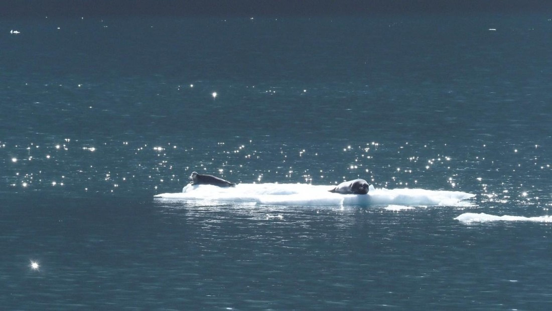 PLA11-25, Day 18, Bearded seals © Unknown photographer - Oceanwide Expeditions.jpg