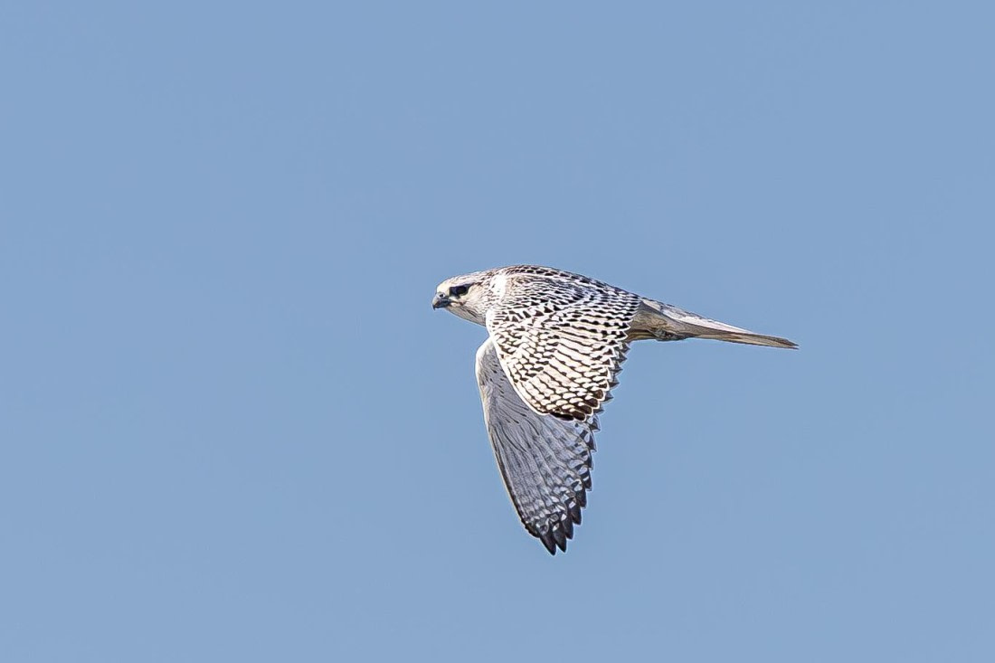 HDS11-25, Day 4, 5D5A2233 © Unknown photographer - Oceanwide Expeditions.jpg