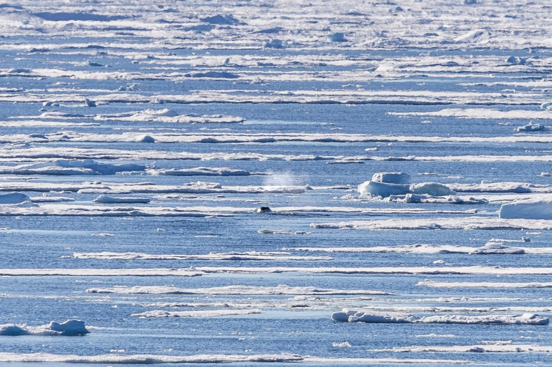 HDS11-25, Day 4, 5D5A2290 © Unknown photographer - Oceanwide Expeditions.jpg