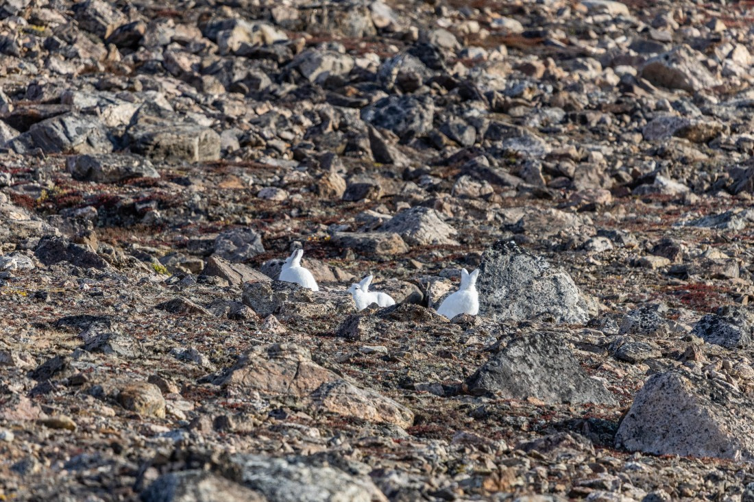 HDS11-25, Day 5, 5D5A2337 © Unknown photographer - Oceanwide Expeditions.jpg