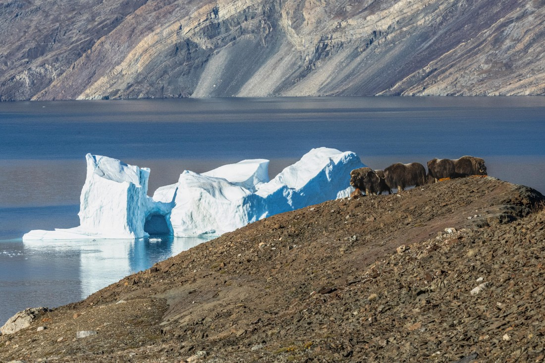 HDS11-25, Day 6, 5D5A2581 © Unknown photographer - Oceanwide Expeditions.jpg