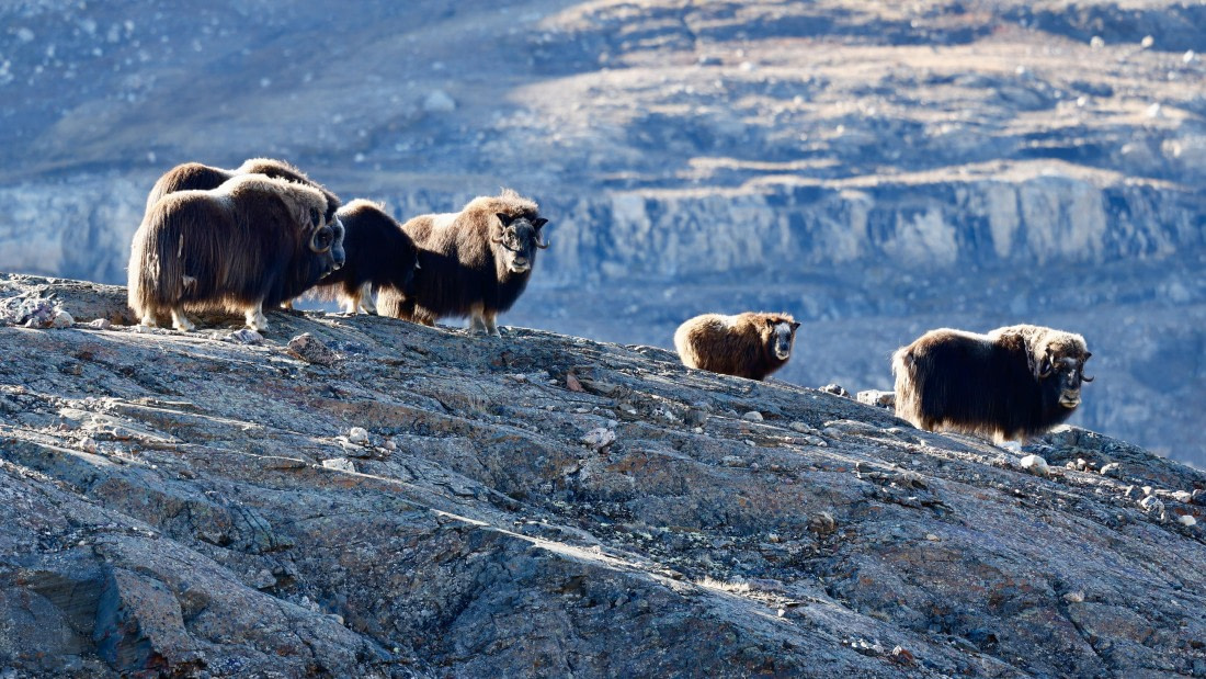 HDS11-25, Day 6, muskox-blomsterbugta-meikesjoer.JPG © Meike Sjoer - Oceanwide Expeditions.JPG