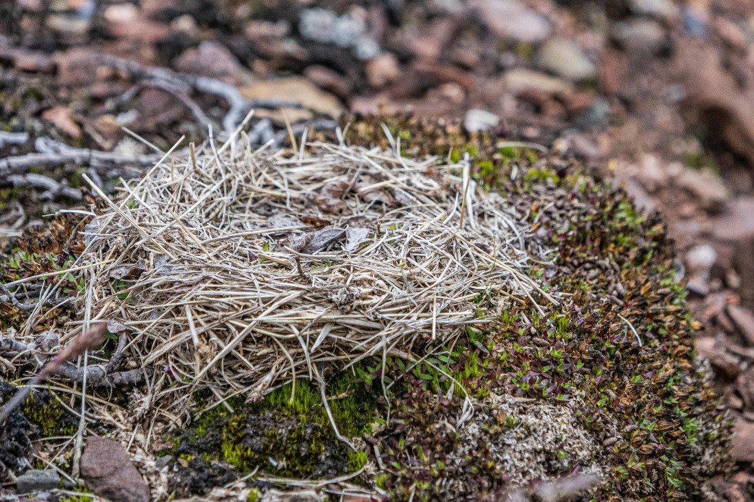 HDS11-25, Day 8, 5D5A2929 © Unknown photographer - Oceanwide Expeditions.jpg