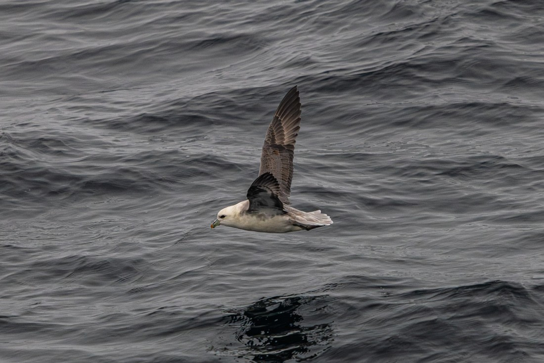 HDS11-25, Day 8, 5D5A2969 © Unknown photographer - Oceanwide Expeditions.jpg