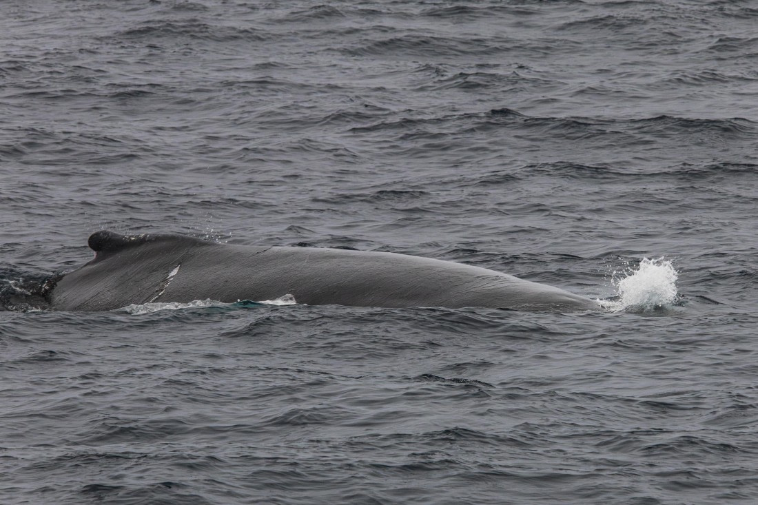 HDS11-25, Day 8, 5D5A2951 © Unknown photographer - Oceanwide Expeditions.jpg