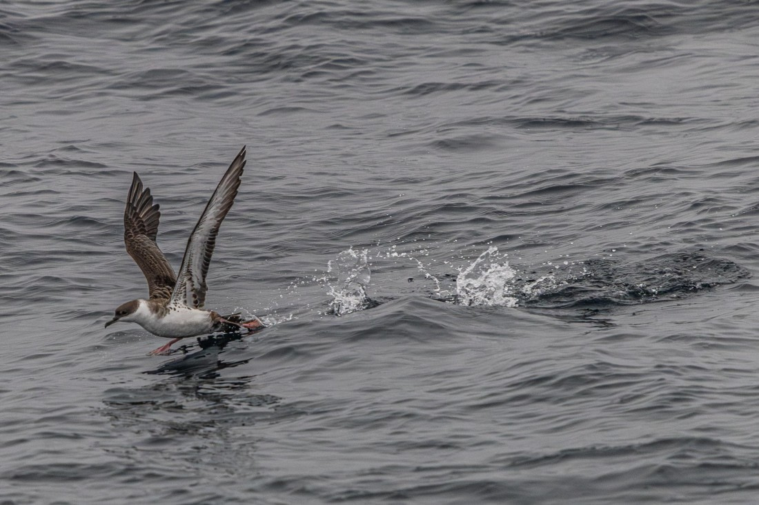 HDS11-25, Day 8, 5D5A2983 © Unknown photographer - Oceanwide Expeditions.jpg