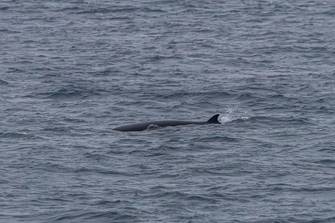 HDS11-25, Day 8, 5D5A3048 © Unknown photographer - Oceanwide Expeditions.jpg