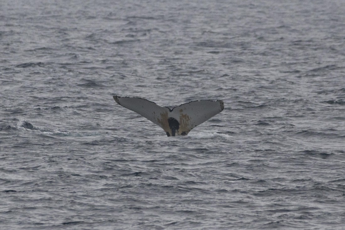 HDS11-25, Day 8, TripLog 30082025.jpg © Unknown photographer - Oceanwide Expeditions.jpg