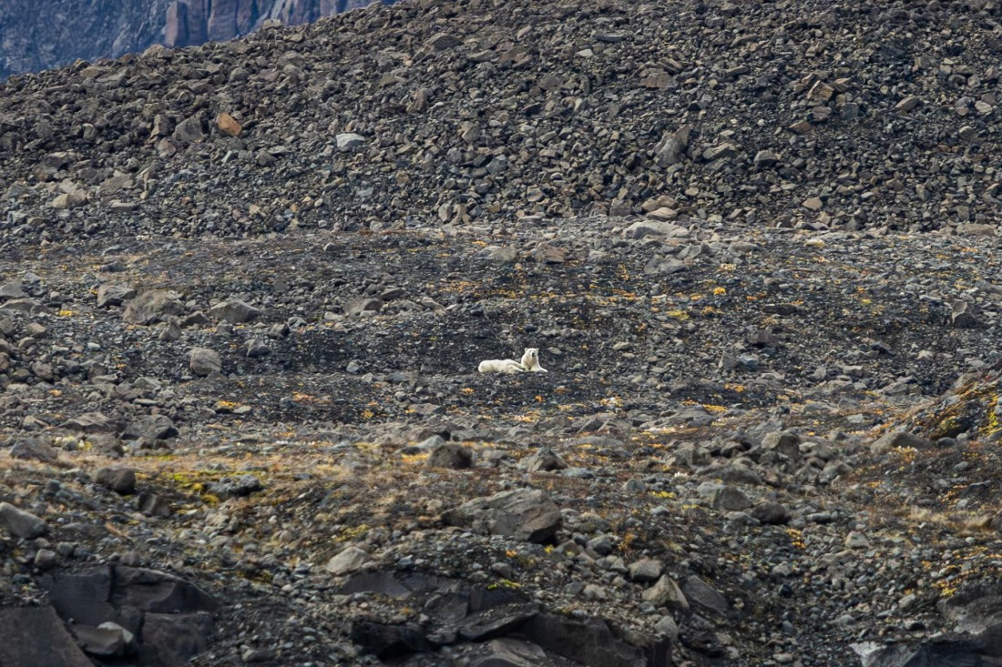 HDS11-25, Day 9, 5D5A3106 © Unknown photographer - Oceanwide Expeditions.jpg