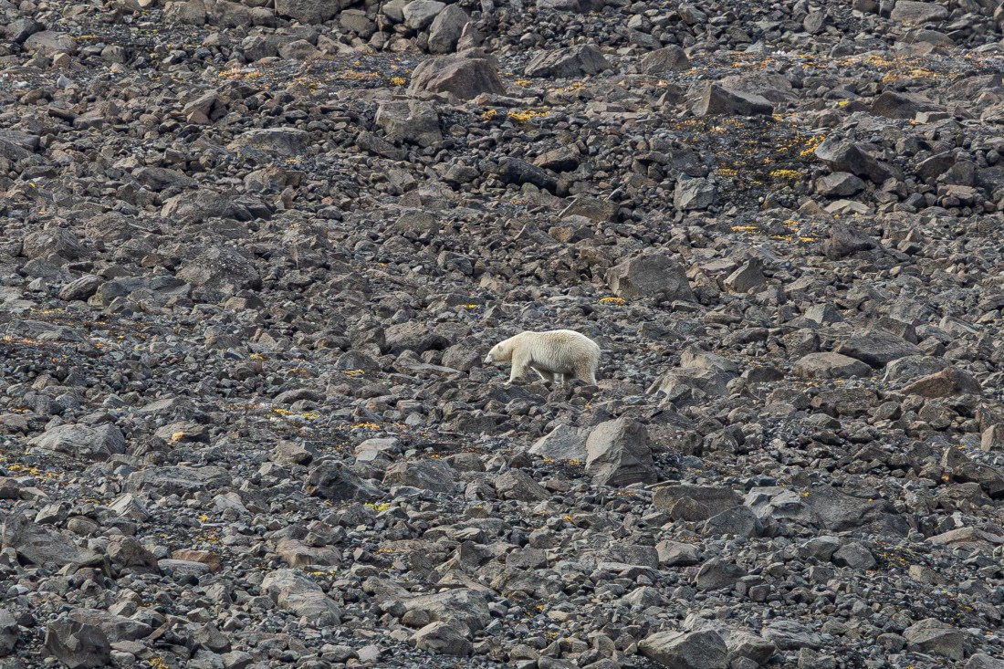 HDS11-25, Day 9, 5D5A3118 © Unknown photographer - Oceanwide Expeditions.jpg