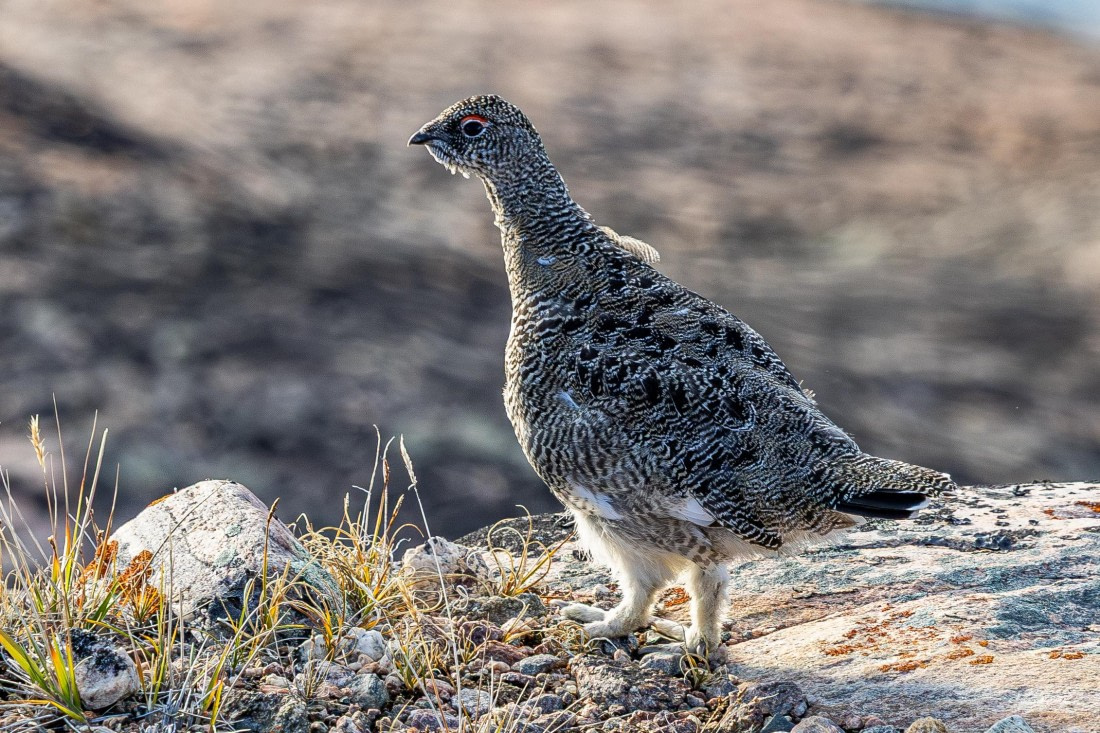 HDS11-25, Day 10, 5D5A3255 © Unknown photographer - Oceanwide Expeditions.jpg