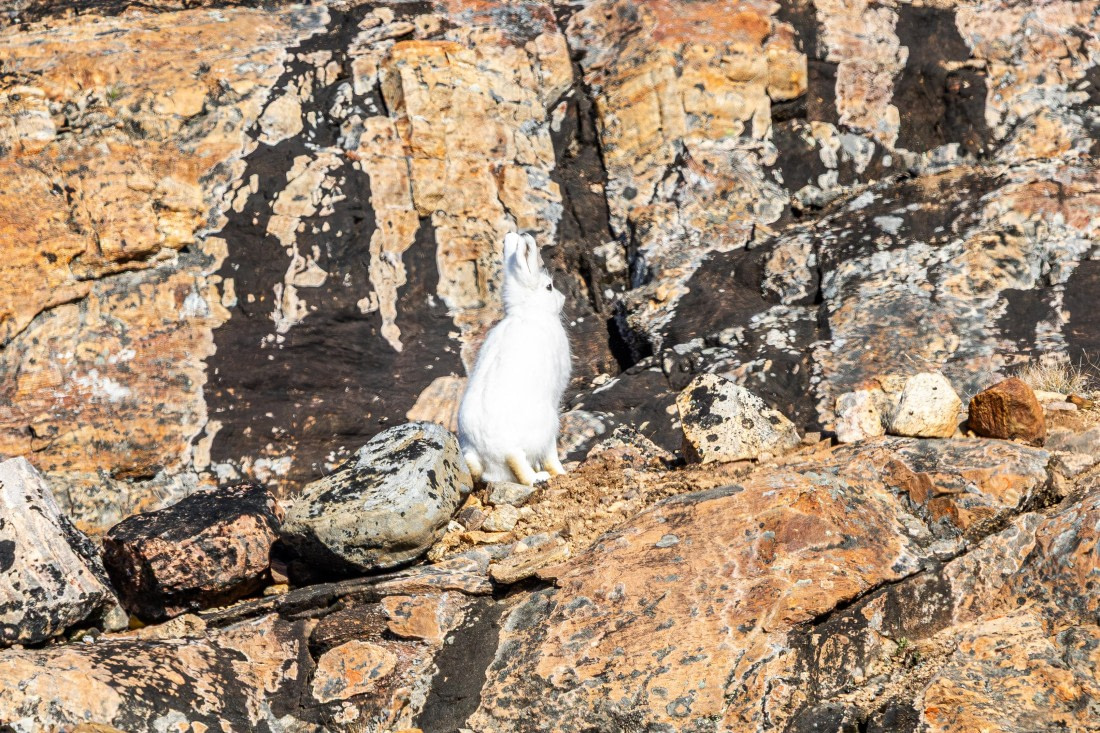 HDS11-25, Day 10, 5D5A3270 © Unknown photographer - Oceanwide Expeditions.jpg