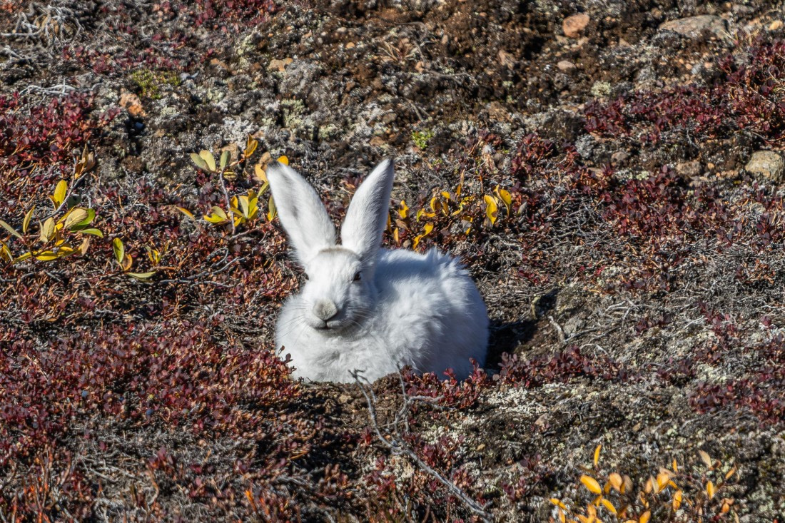HDS11-25, Day 10, 5D5A3308 © Unknown photographer - Oceanwide Expeditions.jpg