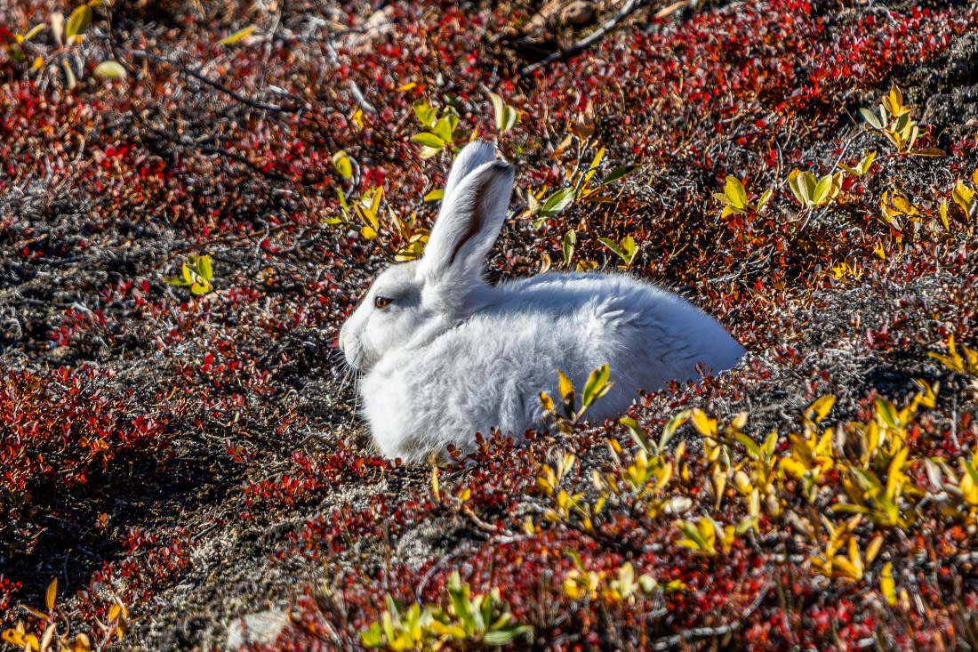 HDS11-25, Day 10, 5D5A3312 © Unknown photographer - Oceanwide Expeditions.jpg