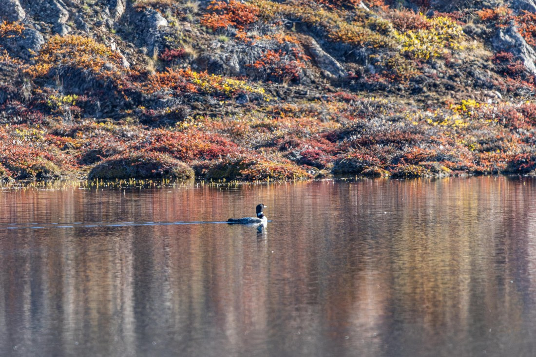 HDS11-25, Day 10, 5D5A3330 © Unknown photographer - Oceanwide Expeditions.jpg