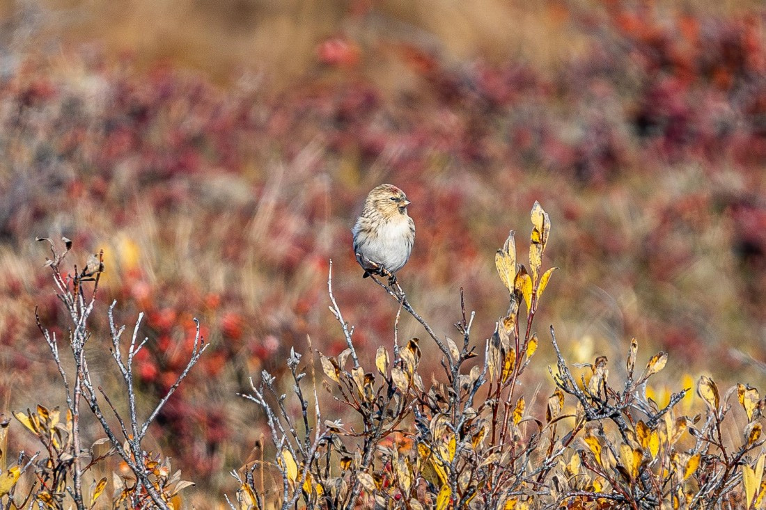 HDS11-25, Day 10, 5D5A3345 © Unknown photographer - Oceanwide Expeditions.jpg