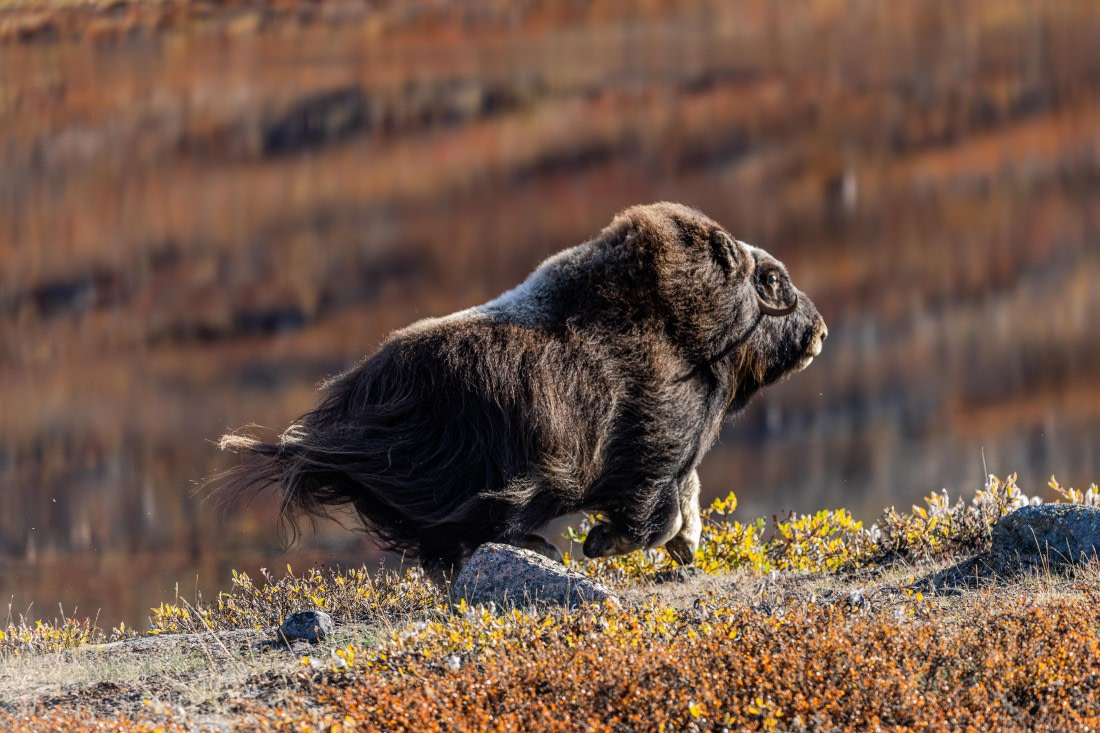 HDS11-25, Day 10, 5D5A3369 © Unknown photographer - Oceanwide Expeditions.jpg