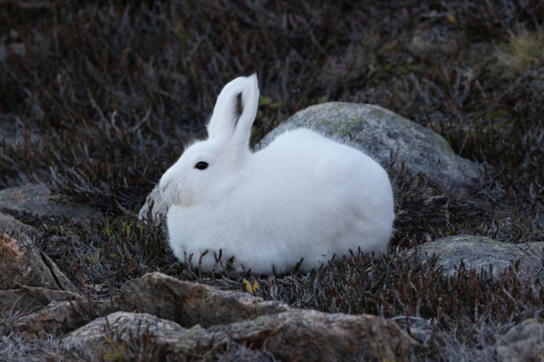 HDS11-25, Day 11, TripLog 02092025 - Joshua Peck-2.jpg © Josh Peck - Oceanwide Expeditions.jpg