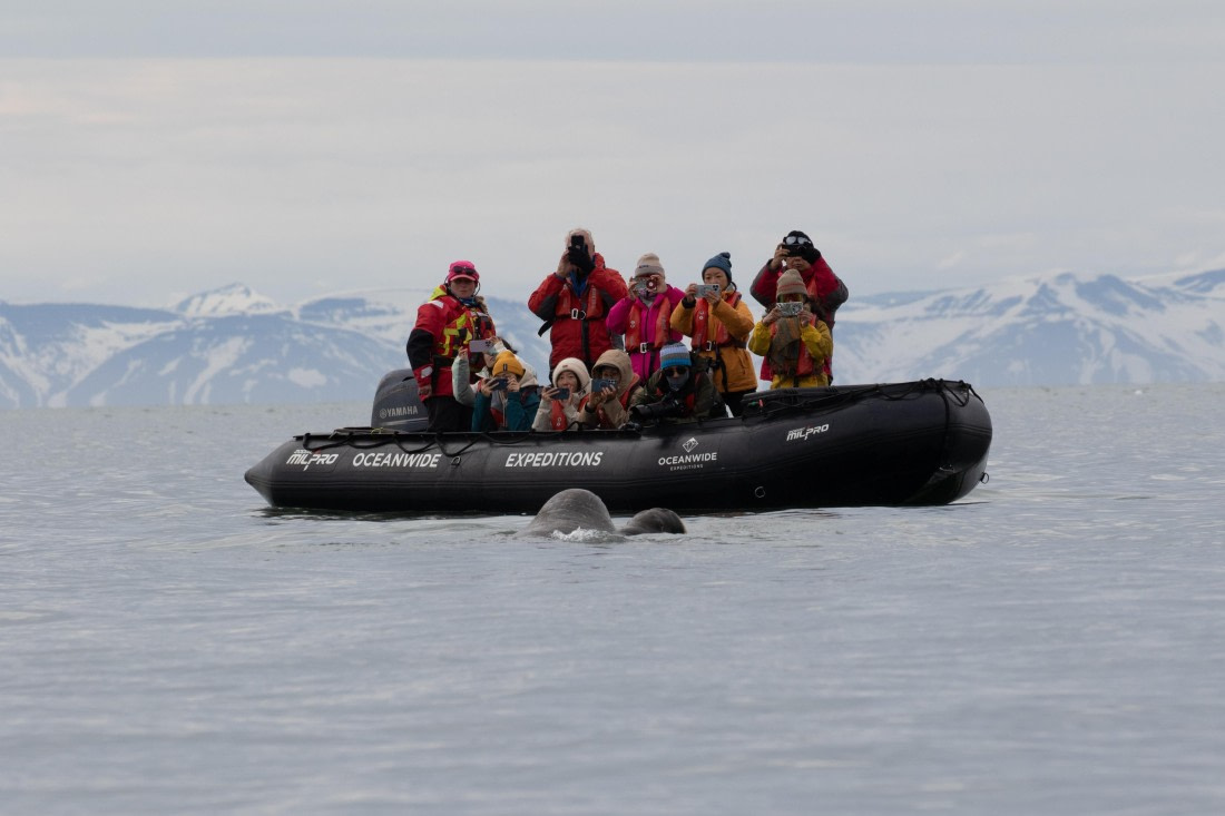 Close Walrus encounter
