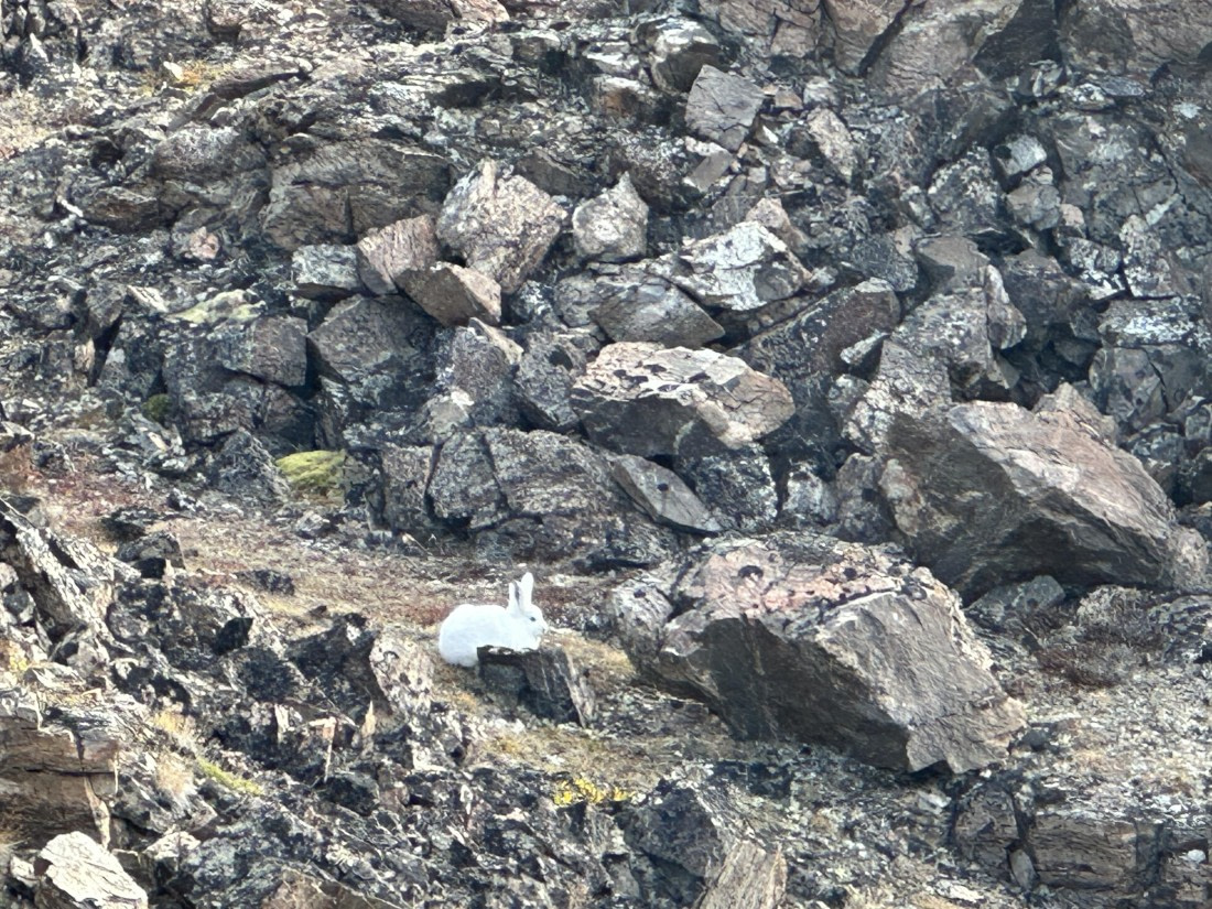 OTL12-25, Day 7, IMG_5796.jpeg © Unknown photographer - Oceanwide Expeditions.jpeg