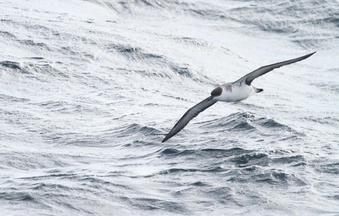 OTL12-25, Day 2, IMG_9079.JPG © Unknown photographer - Oceanwide Expeditions.JPG