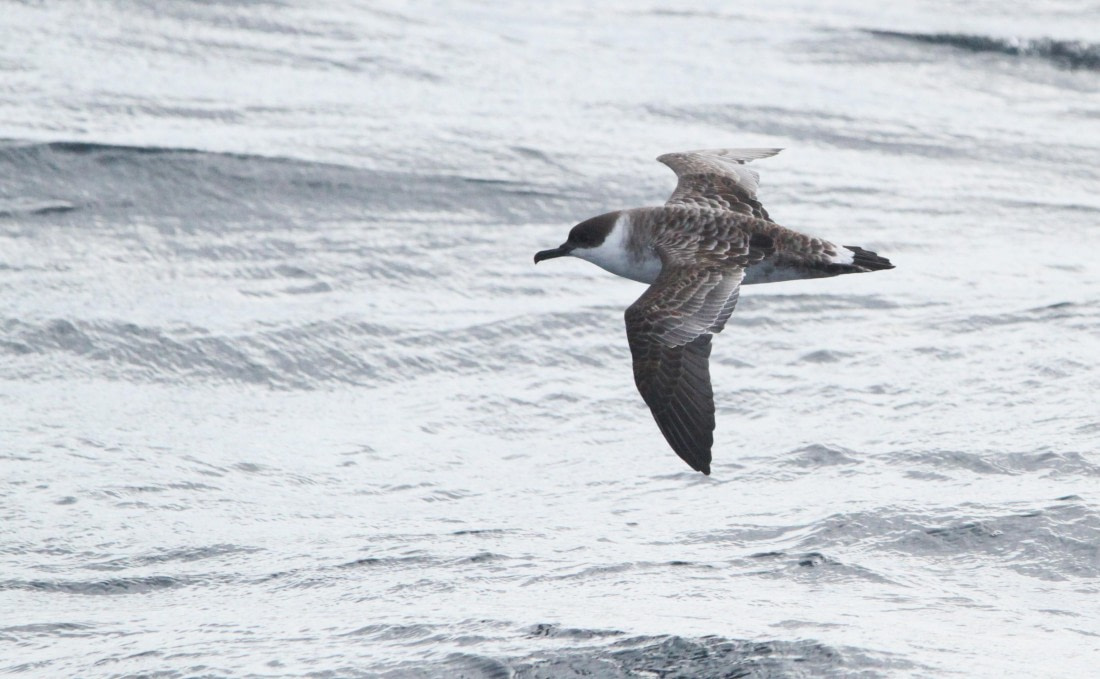 OTL12-25, Day 2, IMG_9169.JPG © Unknown photographer - Oceanwide Expeditions.JPG