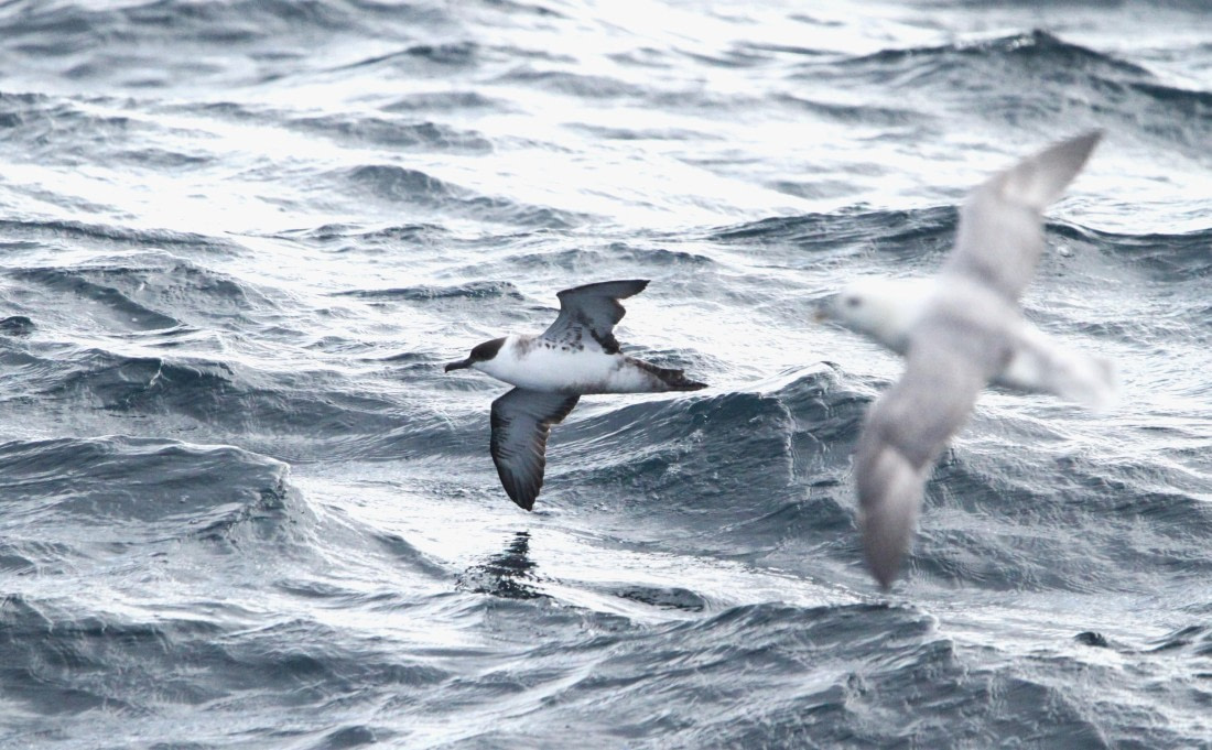 OTL12-25, Day 2, IMG_9181.JPG © Unknown photographer - Oceanwide Expeditions.JPG